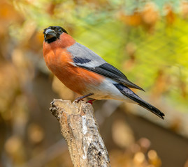 Eurasian Bullfinch (Pyrrhula pyrrhula) sitting on top of a branch