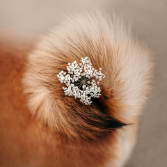 curled red shiba inu tail with a flower in the middle