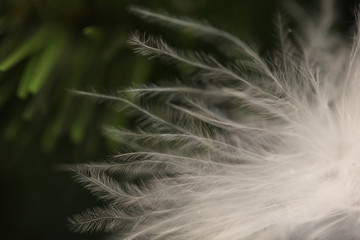 White feathers on black background. Holiday concept