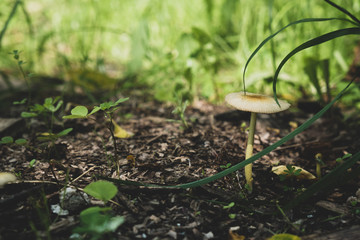 Macro shoot of forest floor, containing grass and a single mushroom.