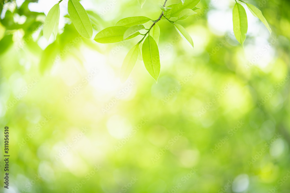 Wall mural nature of green leaf in garden at summer. natural green leaves plants using as spring background cov