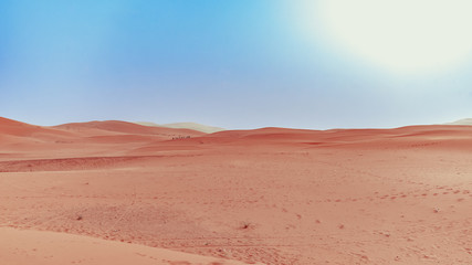 Fototapeta na wymiar Camel caravan going through the sand dunes in the Sahara Desert, Morocco at sunset