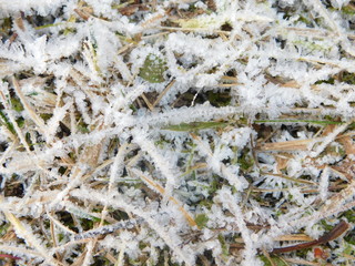 frost on the leaves