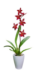 Maroon orchid oncidium in a pot isolated on a white background.