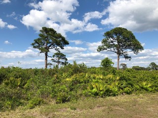 Fototapeta premium Pine trees and palmetto plants
