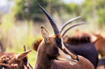 Fototapeten Antilope Sable antelope herd and portrait in South Africa    © Sheldrickfalls