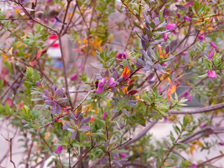 Myrtle-leaf milkwort (Polygala myrtifolia) with purple, mauve and pink attrative flowers like form of sweetpea or butterfly shaped, thin and oval leaves.