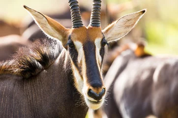 Fotobehang Sable antelope herd and portrait in South Africa   © Sheldrickfalls