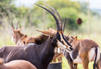 Sable antelope herd and portrait in South Africa  