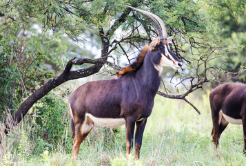Naklejka na ściany i meble Sable antelope herd and portrait in South Africa 