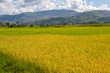 Rice field near Andringitra national park, Madagascar