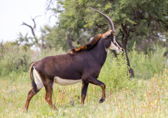 Sable antelope herd and portrait in South Africa  