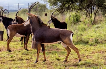 Fotobehang Sable antelope herd and portrait in South Africa   © Sheldrickfalls