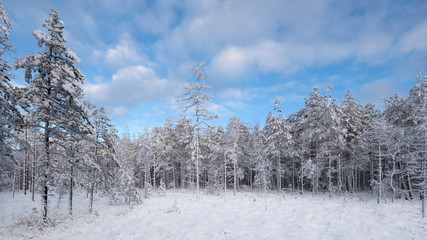 frozen trees in fresh snow in winter forest 