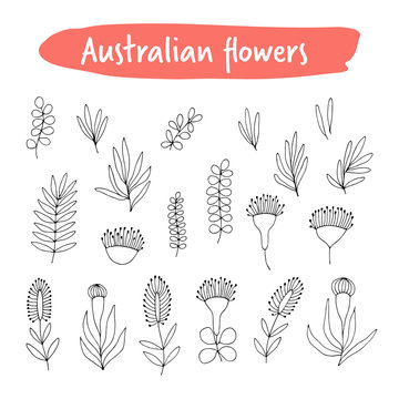 Set of hand drawn blac floral elements, australian flowers on transparent background