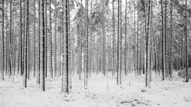 natural barcode in the winter forest. Graphic landscape, black and white bare tree trunks half covered in snow