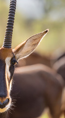 Sable antelope herd and portrait in South Africa  