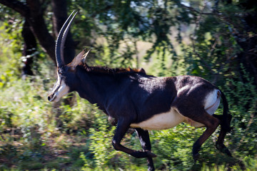 Sable antelope herd and portrait in South Africa  