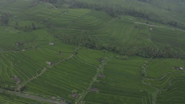 Aerial footage of Jatiluwih rice terraces in the fog and clouds. Drone flies through clouds above rice paddy plantation fields, balinese houses, palm trees, road. Island Bali, Indonesia.