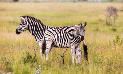 Fototapeta na wymiar Burchells Zebra in the Kruger National Park South Africa 