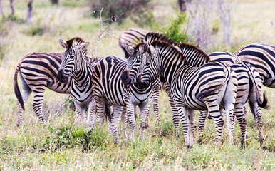 Burchells Zebra in the Kruger National Park South Africa 