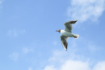 The seagulls flying in the brigh partly cloudy sky above the sea. 