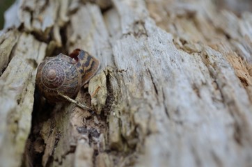Old snail shell on the dried tree trunk
