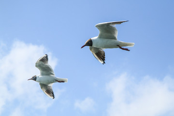 The seagulls flying in the brigh partly cloudy sky above the sea. 