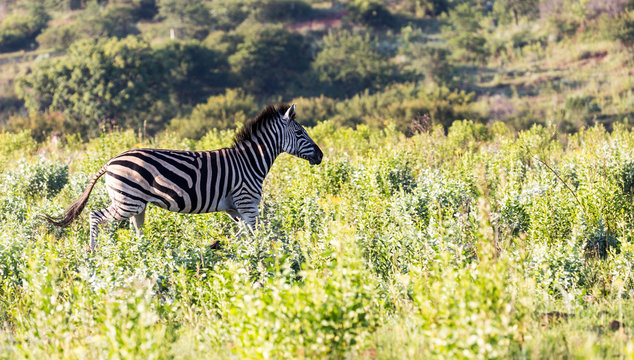 Burchells Zebra in the Kruger National Park South Africa 