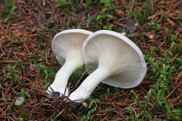 Clitopilus prunulus, known as the miller or the sweetbread mushroom, wild edible mushrooms from Finland