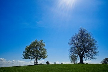 Trees on grassy hillside with blue sky
