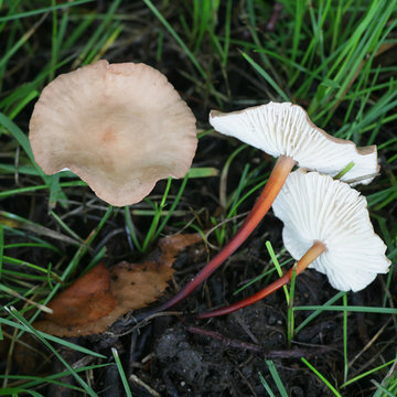 Mycetinis scorodonius, known as vampires bane or garlic scented mushroom, wild edible fungus from Finland