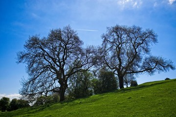 Trees on grassy hillside with blue sky