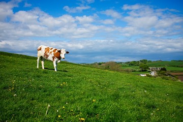 with farmhouse in background
