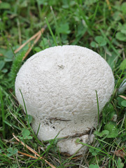 Lycoperdon utriforme, also called Calvatia caelata and Handkea utriformis, commonly known as mosaic puffball, wild fungus from Finland