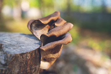 Brown and white mushrooms on the old wooden log. Group of Mushrooms growing in the Autumn Forest near old log. Mushroom photo, forest photo. Group of beautiful mushrooms in the moss on a log.