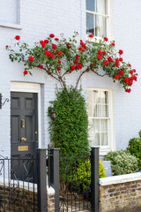 Fototapeta na wymiar Climbing Red Rose Adorns Front Door in Windsor England