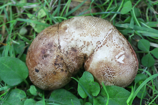 Scleroderma bovista (Scleroderma verrucosum var. bovista), known as Potato Earthball, mushrooms from Finland