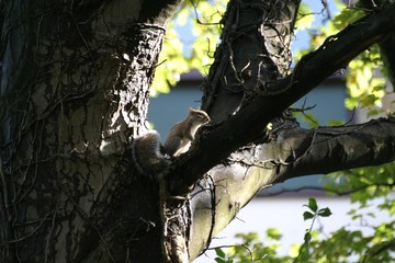 Obraz premium The Lonely Squirrel