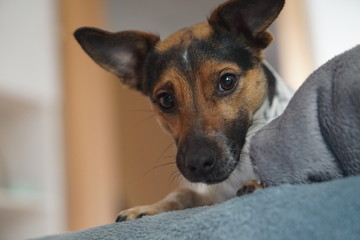 small young dog is curious and impatient Jack Russel 2 years old
