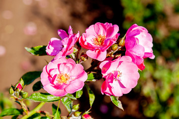 Angela rose flower in the field. Scientific name: Rosa 'Angela'. Flower bloom Color: Deep pink