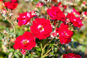 Fototapeta premium Nicolas Rose flower in the field. Scientific name: Rosa ' Nicolas Rose' Flower bloom Color: Medium red, 