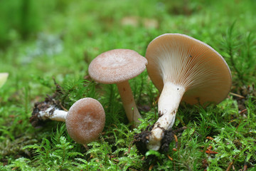 Lactarius glyciosmus, known as the coconut scented milk cap or  coconut milkcap, wild mushroom from Finland