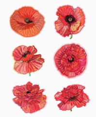 Obraz premium Ink, pencil, watercolor poppy flower sketch. Hand drawn nature painting. Freehand sketching illustration. Ink wash painting