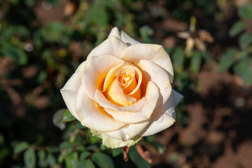 Marilyn Monroe rose with water drops in the field. Scientific name: Rosa ' Marilyn Monroe'. Flower...