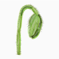 Naklejka premium Ink, pencil, watercolor poppy flower sketch. Hand drawn nature painting. Freehand sketching illustration. Ink wash painting