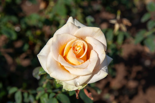 Marilyn Monroe rose with water drops in the field. Scientific name: Rosa ' Marilyn Monroe'. Flower bloom Color: Creamy apricot blend