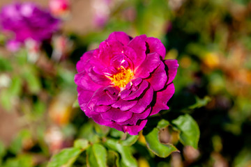 Ebb Tide rose flower in the field. Scientific name: Rosa  'Ebb Tide'. Flower bloom Color: Mauve, fading to deep purple.