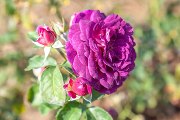 Ebb Tide rose flower in the field. Scientific name: Rosa  'Ebb Tide'. Flower bloom Color: Mauve, fading to deep purple.