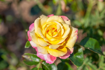 Love & Peace rose flower in the field. Scientific name: Rosa  'Love & Peace'. Flower bloom Color: Yellow blend, with pink edges